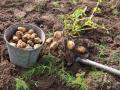 Коли краще копати картоплю 2023 року, щоб вона добре зберігалася