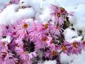 Чи потрібно хризантеми викопувати на зиму: відповідь фахівців