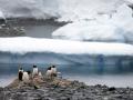 Вчені б'ють на сполох, бо Антарктида стрімко тане: в чому небезпека