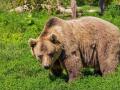 Ведмідь напав на росіянку і загриз її на смерть