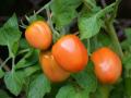Підживлення томатів та огірків, яке здатне "оживити" навіть зів'ялі кущики