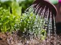 Вони не засохнуть: 5 надійних способів зволоження рослин без регулярного поливання