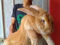 Студент генетично створив найбільших у світі кроликів: який вони мають вигляд