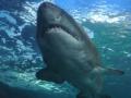 Єгипетські курорти чекають на туристів із Росії: їм пояснили, як уникнути зустрічі з акулою
