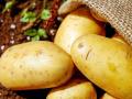 Розміром з кулак: як виростити велику картоплю навіть на неродючій землі