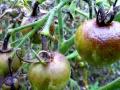 Як боротися з фітофторою на помідорах народними засобами