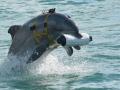 Чи здатні дельфіни захистити російський флот у Севастополі: думка експерта