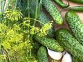 Ідеальні квашені огірки: рецепт від Андрія Величка