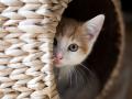 Синдром Пандори у котів: що це за хвороба та чи можна її вилікувати