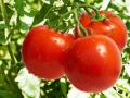 Сода для гарного врожаю помідорів: незвичайні способи використання