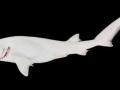 Вчені виявили рідкісну білу акулу-«привида»: який вона має винляд
