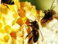 Мед убивает бактерии, устойчивые к антибиотикам