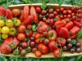 Кому не можна їсти помідори: лікарі розкрили несподівані харчові якості томатів