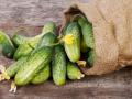 Чому корисно їсти огірки щодня: п'ять причин