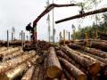Бревно раздора: сможет ли Украина выполнить обещание президента и отменить запрет на экспорт леса-кругляка