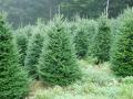 Цены на новогодние елки поднимутся до 300 грн