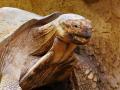 Вчені знайшли черепаху, яка "вимерла" понад 100 років тому