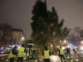 Во Львове установили живую новогоднюю елку: как ее украсят