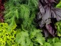 5 продуктів, які містять набагато більше корисних речовин, ніж салат-латук