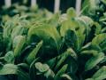 Які салатні овочі найкорисніші для травлення: список із шести продуктів