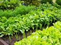 Збираємо врожай двічі: найкращі скороспілі культури для садіння у липні