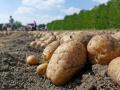 Урожай згорів від спеки: скільки коштуватиме картопля взимку в Україні