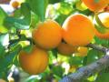В этом году будет неурожай персиков и абрикосов