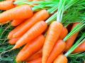 В Україні зросла ціна на моркву