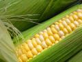 Кукуруза – когда выгодно продавать, факторы влияющие на цену