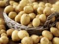 Ранние сорта картофеля: виды, характеристики