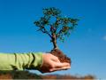 1 Миллион новых деревьев на Украине будут высажены 20 марта 2020 года