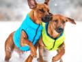 Ошейники и куртки: необходимые зоотовары для собак в интернет-магазине