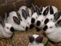 Какой комбикорм выбрать для кроликов?