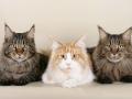 Выбираем котенка мейн-куна: описание породы и советы для будущих владельцев