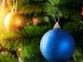 Стала известна стоимость новогодних елок для украинцев 