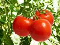 В Україні подорожчали тепличні помідори