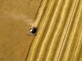 Хлебное бремя: богатый урожай не спасет многих отечественных аграриев от разорения