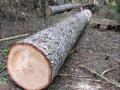 На вырубку деревьев в Киеве установлен мораторий