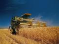 Ячмень: особенности выращивания и выгодная продажа востребованной зерновой культуры