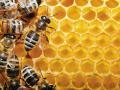 Неправильные пчелы: почему отечественным пчеловодам так и не удастся заработать