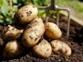 Урожай картофеля из-за засухи сократился на 20-30%