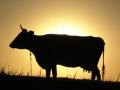 Эксперты предрекают рост цен на говядину