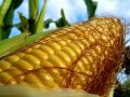 Украина планирует экспортировать 16,4 млн т кукурузы - Присяжнюк