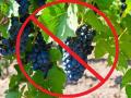 Как чиновники Азарова уничтожают виноградарскую отрасль