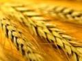 Зернотрейдеры Украины приостановили закупку пшеницы