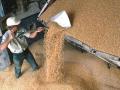 У першій половині вересня Україна збільшила експорт зерна майже на 70%