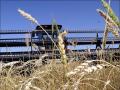 Украина заняла шестое место в мире по экспорту пшеницы