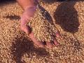 Украина экспортировала 4 млн т зерна с начала июля