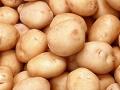 Минагрополитики снизило прогноз урожая картофеля