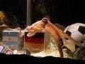    ЧМ-2010: немецкому осьминогу Паулю, предсказавшему победу Испании, грозит опасность 